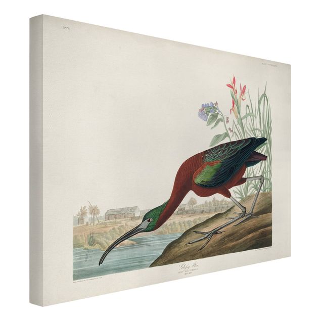 Leinwandbild - Vintage Lehrtafel Brauner Ibis - Querformat 3:4