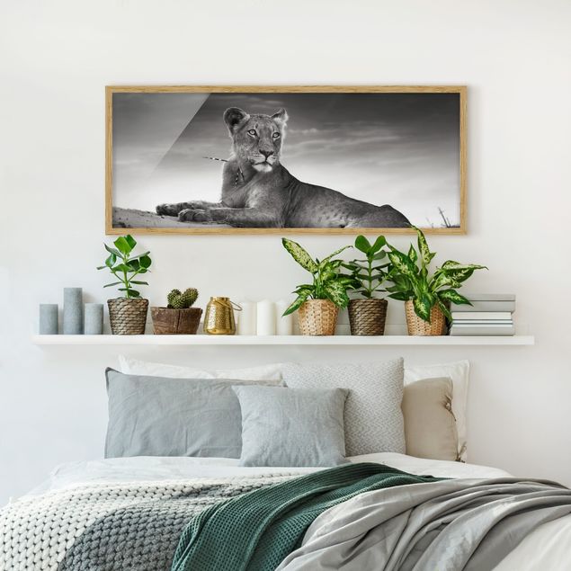 Bild mit Rahmen - Resting Lion - Panorama Querformat