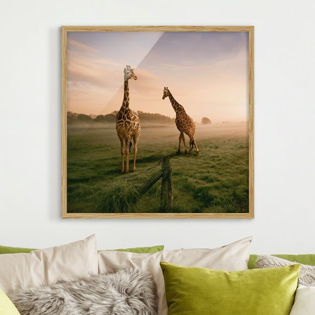 Bild mit Rahmen - Surreal Giraffes - Quadrat 1:1