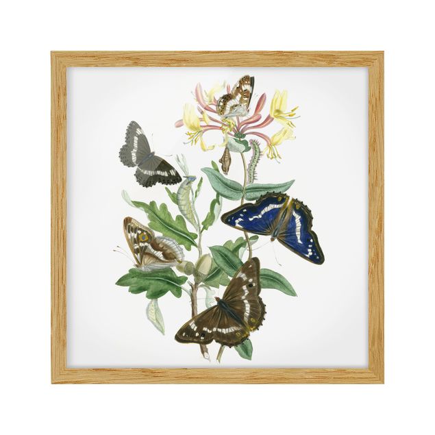 Bild mit Rahmen - Britische Schmetterlinge IV - Quadrat 1:1