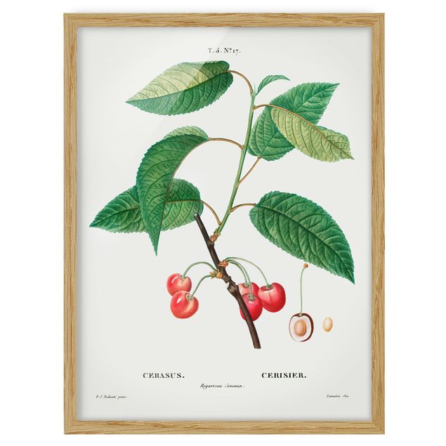 Bild mit Rahmen - Botanik Vintage Illustration Rote Kirschen - Hochformat 4:3