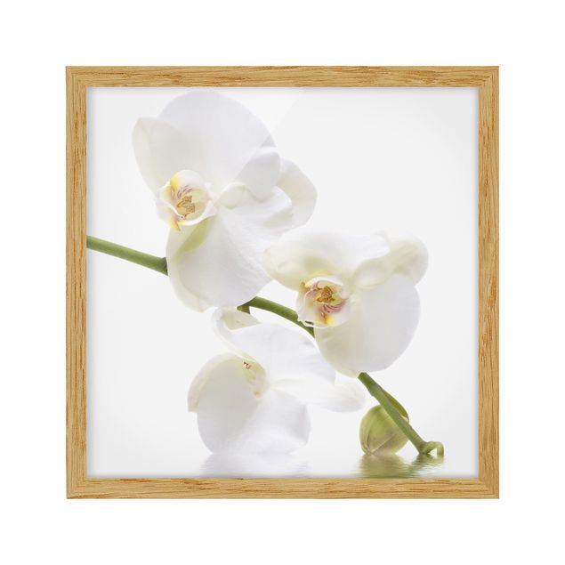 Bild mit Rahmen - White Orchid Waters - Quadrat 1:1