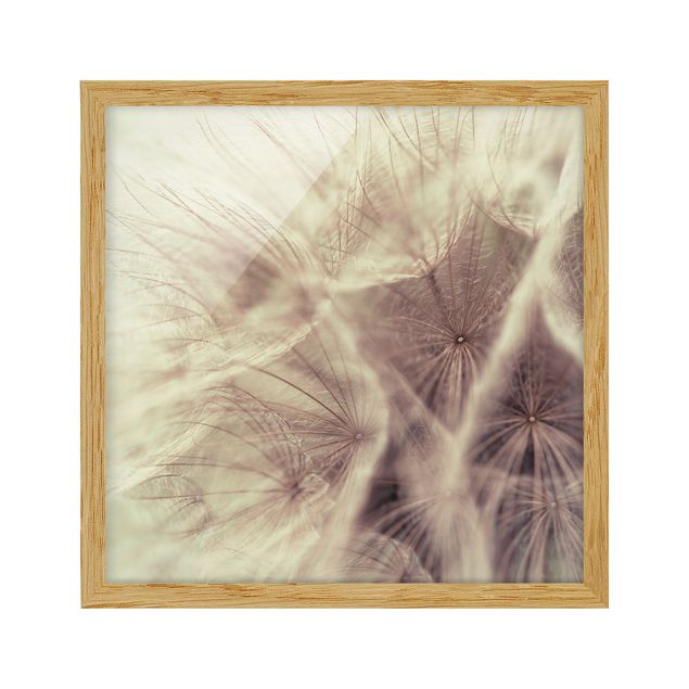 Bild mit Rahmen - Detailreiche Pusteblumen Makroaufnahme mit Vintage Blur Effekt - Quadrat 1:1
