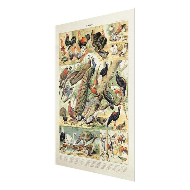Glasbild - Vintage Lehrtafel Europäische Vögel - Hochformat 4:3