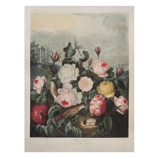 Leinwandbild - Botanik Vintage Illustration Rosen - Hochformat 4:3