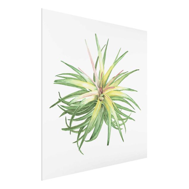 Glasbild - Luftpflanze Aquarell III - Quadrat 1:1