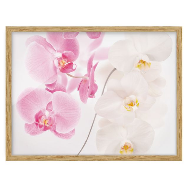Bild mit Rahmen - Delicate Orchids - Querformat 3:4