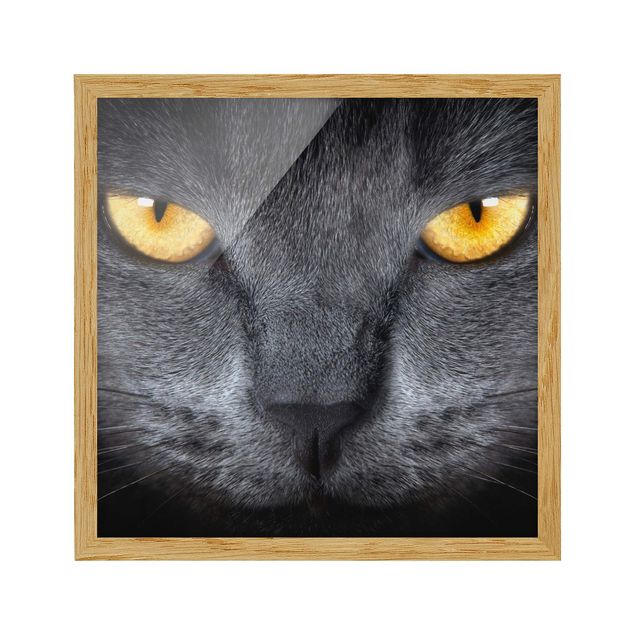 Bild mit Rahmen - Cats Gaze - Quadrat 1:1