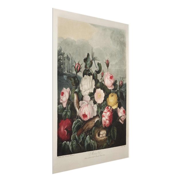 Glasbild - Botanik Vintage Illustration Rosen - Hochformat 4:3