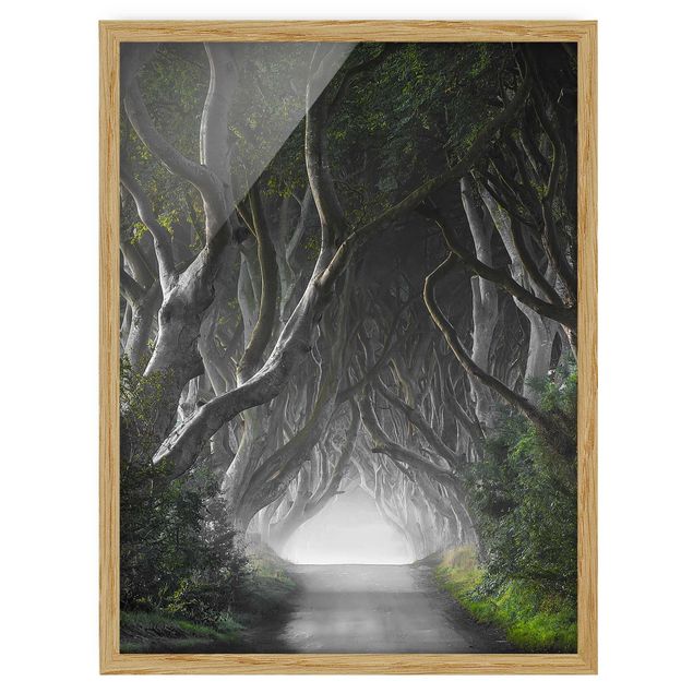 Bild mit Rahmen - Wald in Nordirland - Hochformat 3:4