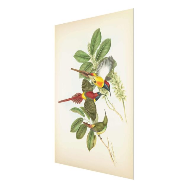 Glasbild - Vintage Illustration Tropische Vögel III - Hochformat 4:3