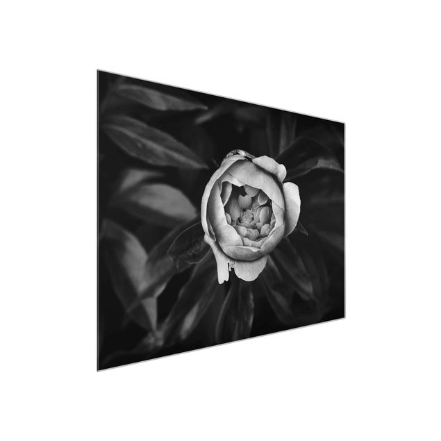 Glasbild - Pfingstrosenblüte vor Blättern Schwarz Weiß - Querformat 3:4