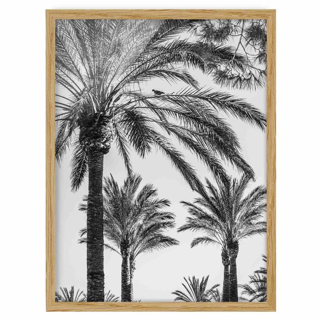 Bild mit Rahmen - Palmen im Sonnenuntergang Schwarz-Weiß - Hochformat 4:3