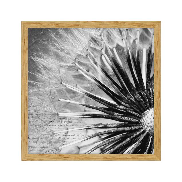 Bild mit Rahmen - Pusteblume Schwarz & Weiß - Quadrat 1:1