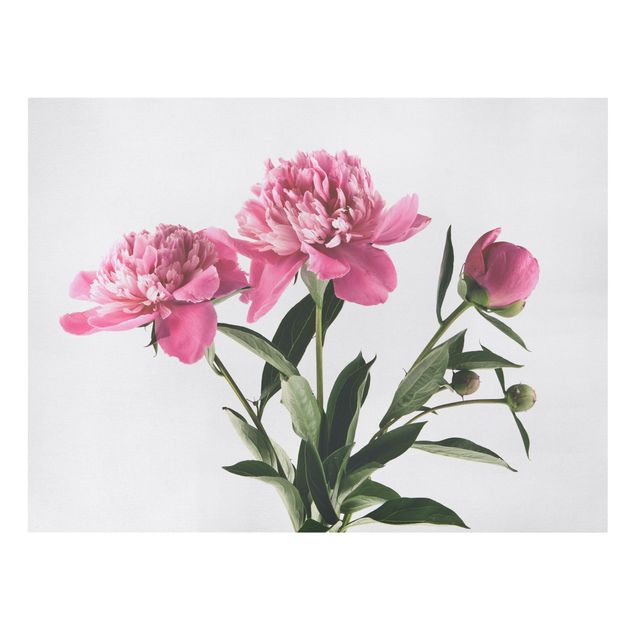 Leinwandbild - Blüten und Knospen Pink auf Weiß - Querformat 3:4