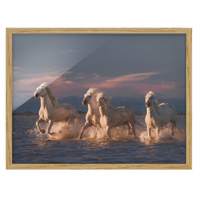 Bild mit Rahmen - Wilde Pferde in Kamargue - Querformat 3:4