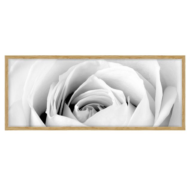 Bild mit Rahmen - Close Up Rose - Panorama Querformat