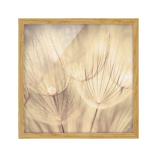 Bild mit Rahmen - Pusteblumen Nahaufnahme in wohnlicher Sepia Tönung - Quadrat 1:1