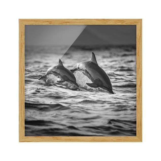 Bild mit Rahmen - Zwei springende Delfine - Quadrat 1:1