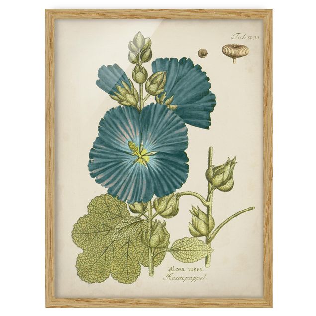 Bild mit Rahmen - Vintage Botanik in Blau Rosenpappel - Hochformat 4:3