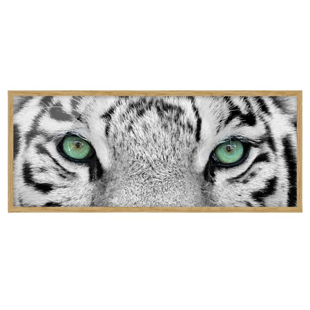 Bild mit Rahmen - Weißer Tiger - Panorama Querformat