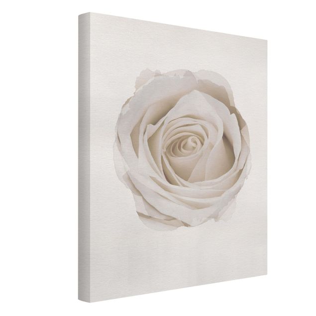 Leinwandbild - Wasserfarben - Pretty White Rose - Hochformat 4:3