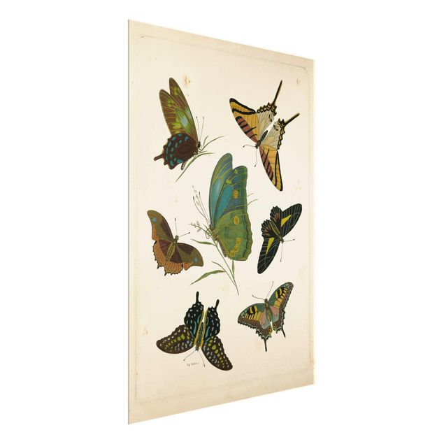 Glasbild - Vintage Illustration Exotische Schmetterlinge - Hochformat 4:3