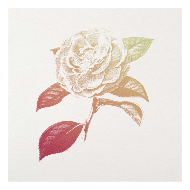 Glasbild - Modern Vintage Botanik Rose Rot Grün - Quadrat 1:1