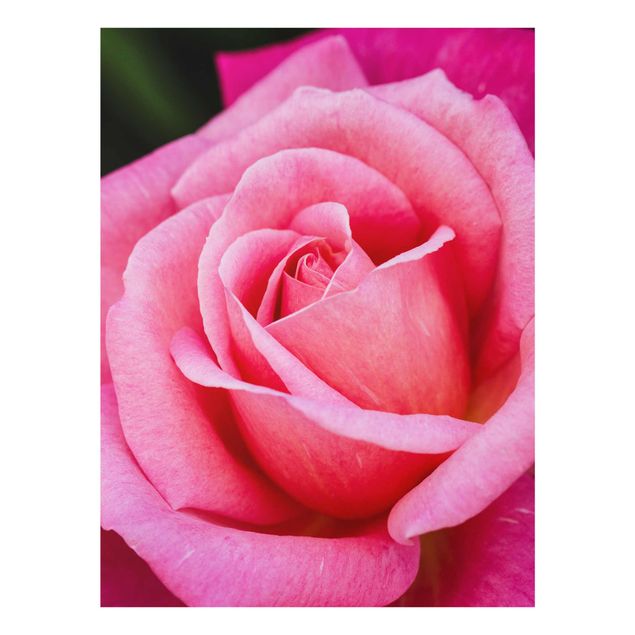 Glasbild - Pinke Rosenblüte vor Grün - Hochformat 4:3