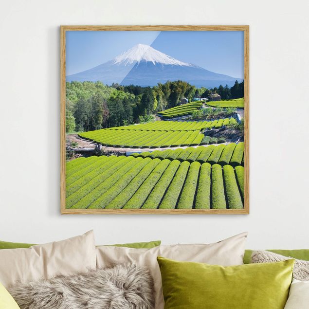 Bild mit Rahmen - Teefelder vor dem Fuji - Quadrat 1:1