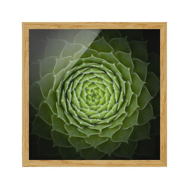 Bild mit Rahmen - Mandala Sukkulente - Quadrat 1:1