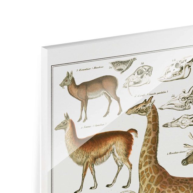 Glasbild - Vintage Lehrtafel Giraffe, Kamel und Lama - Hochformat 4:3