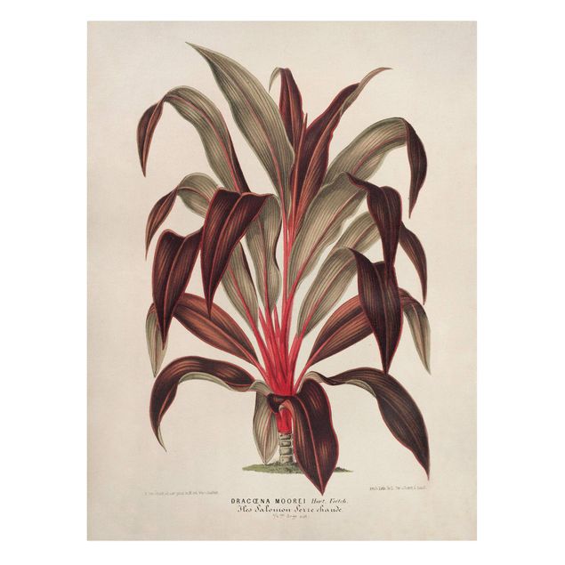 Leinwandbild - Botanik Vintage Illustration Drachenbaum - Hochformat 4:3