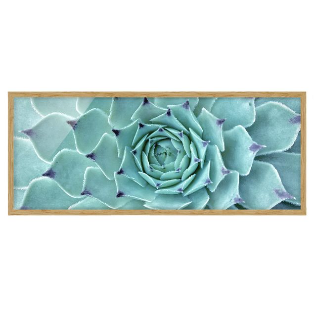 Bild mit Rahmen - Kaktus Agave - Panorama Querformat
