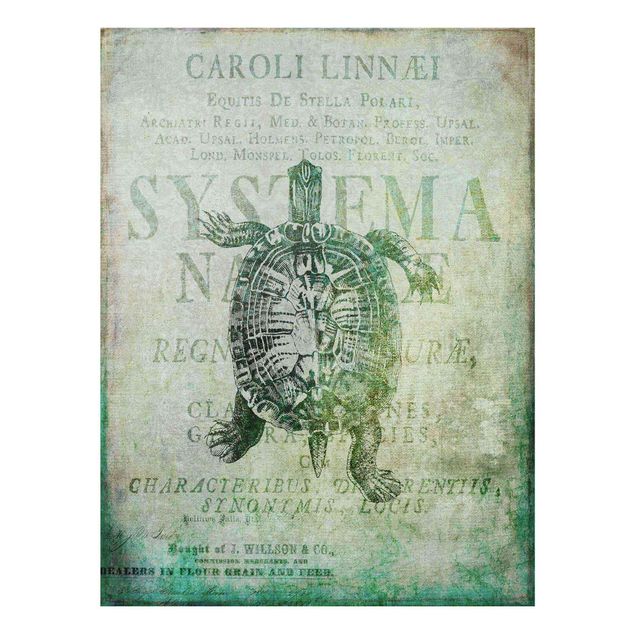 Glasbild - Vintage Collage - Antike Schildkröte - Hochformat 4:3