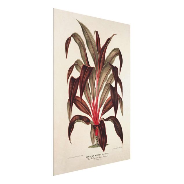 Glasbild - Botanik Vintage Illustration Drachenbaum - Hochformat 4:3