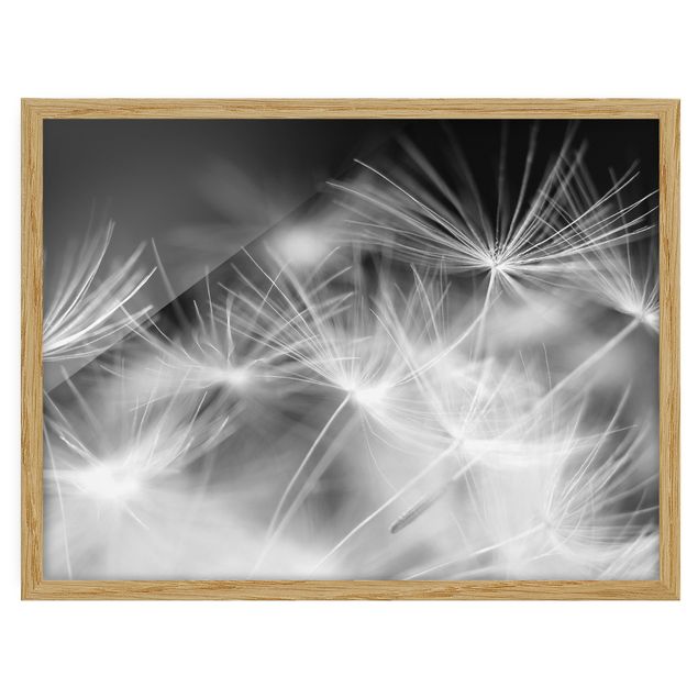 Bild mit Rahmen - Bewegte Pusteblumen Nahaufnahme auf schwarzem Hintergrund - Querformat 3:4
