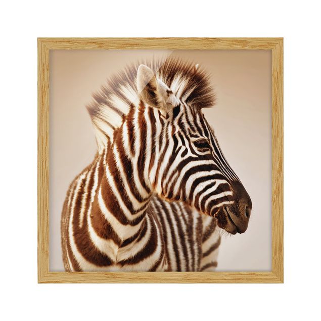 Bild mit Rahmen - Zebra Baby Portrait - Quadrat 1:1