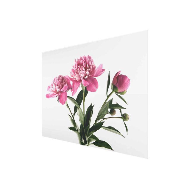 Glasbild - Blüten und Knospen Pink auf Weiß - Querformat 3:4