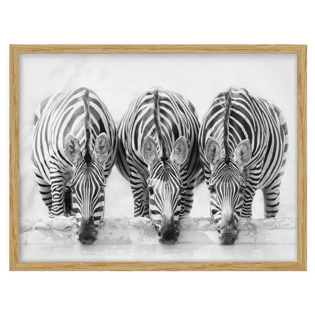 Bild mit Rahmen - Zebra Trio schwarz-weiß - Querformat 3:4
