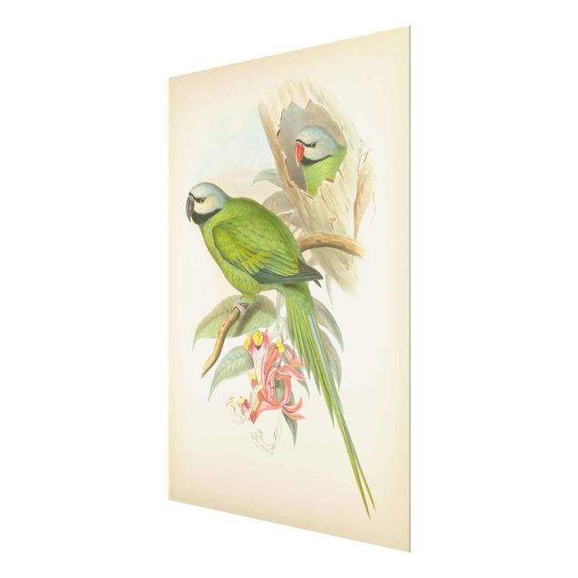 Glasbild - Vintage Illustration Tropische Vögel II - Hochformat 4:3