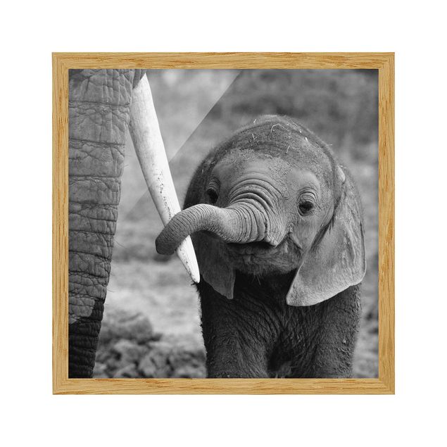 Bild mit Rahmen - Elefantenbaby - Quadrat 1:1