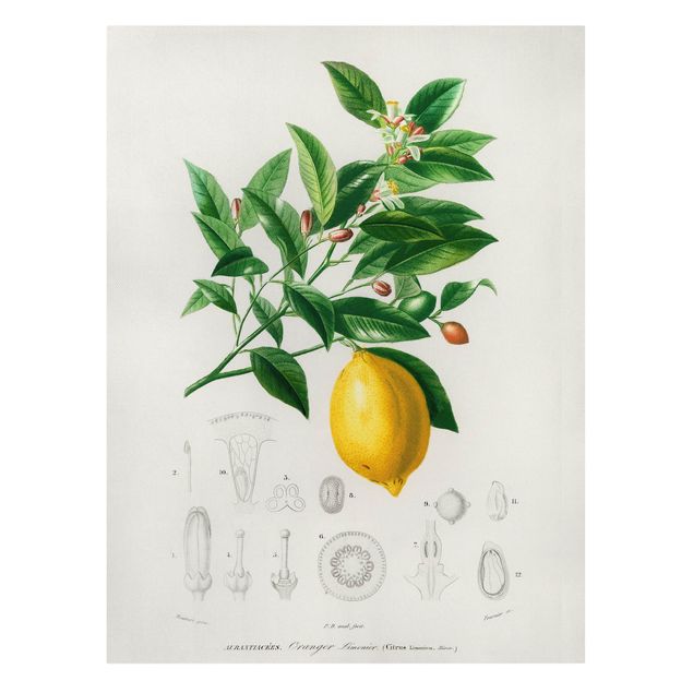 Leinwandbild - Botanik Vintage Illustration Zitrone - Hochformat 4:3