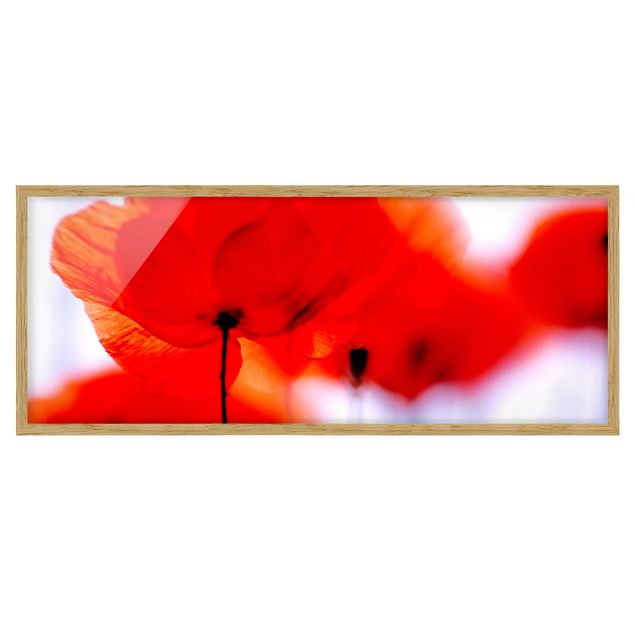 Bild mit Rahmen - Magic Poppies - Panorama Querformat