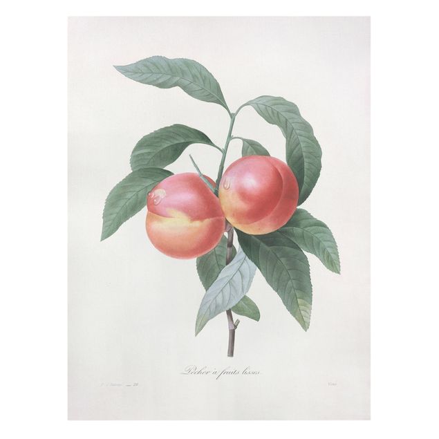 Leinwandbild - Botanik Vintage Illustration Pfirsich - Hochformat 4:3