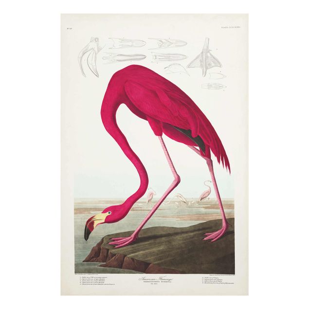 Glasbild - Vintage Lehrtafel Amerikanischer Flamingo - Hochformat 3:2