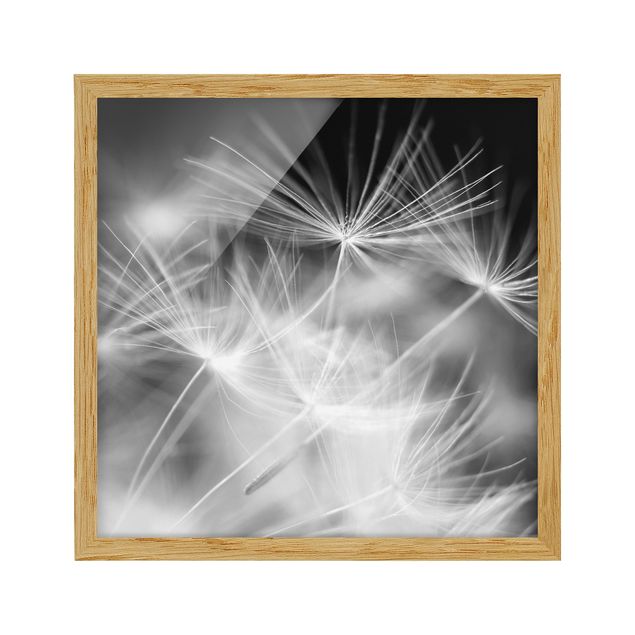 Bild mit Rahmen - Bewegte Pusteblumen Nahaufnahme auf schwarzem Hintergrund - Quadrat 1:1