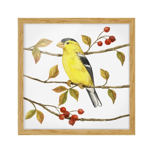 Bild mit Rahmen - Vögel und Beeren - Goldzeisig - Quadrat 1:1