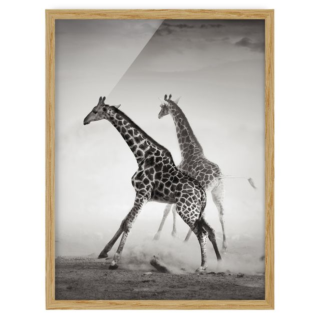 Bild mit Rahmen - Giraffenjagd - Hochformat 3:4