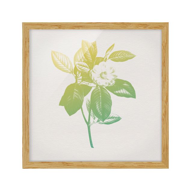 Bild mit Rahmen - Modern Vintage Botanik Kirschblüte Grün Gelb - Quadrat 1:1